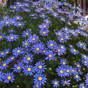 Meet your Posher, Chingwenui